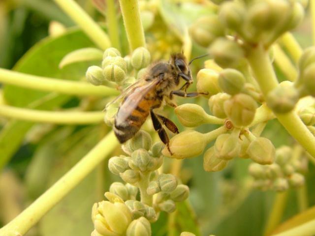 https://www.agric.wa.gov.au/sites/gateway/files/styles/landscape_large/public/Avocado%20flowers%20closed%20with%20bee.JPG?itok=_Tk3ffdA&c=ea0885c2671d31154d9a3f9065b88ed3