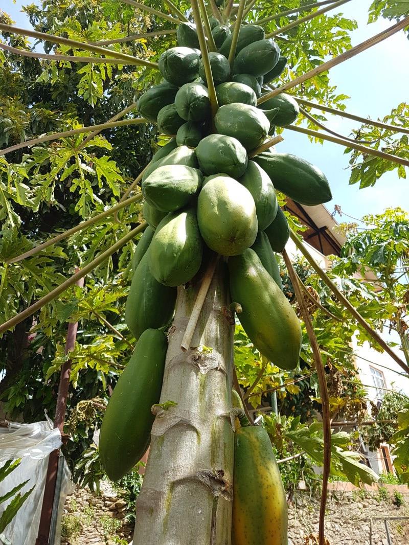 Papaya Hangi Vitaminleri İçerir Papaya Hangi Vitaminleri İçerir
