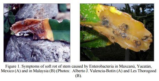 pitaya diseases ile ilgili görsel sonucu