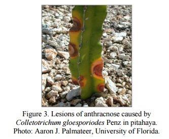 pitaya diseases ile ilgili görsel sonucu
