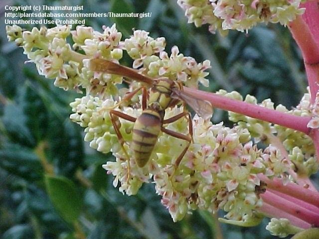 pollination mango tree ile ilgili görsel sonucu