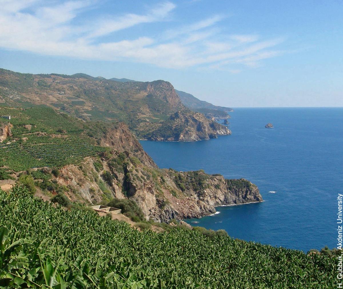 banana plantation in turkey ile ilgili görsel sonucu